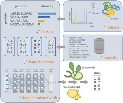 Artificial Intelligence Understands Peptide Observability and Assists With Absolute Protein Quantification